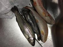 うらたんざわ渓流釣り場…たまにはbBで♪ うらたんざわ渓流釣り場…たまにはbBで♪
