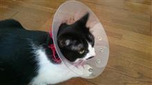 爆発!!猫のお尻 爆発!!猫のお尻