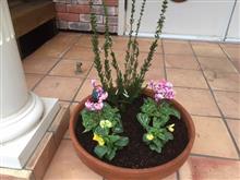寄せ植えの追加(^_-)-☆ 寄せ植えの追加(^_-)-☆
