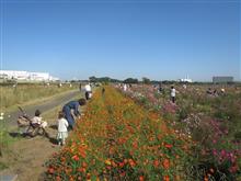 2016.10 馬入ふれあい公園 〜〜コスモス摘み取り〜〜 2016.10 馬入ふれあい公園 〜〜コスモス摘み取り〜〜