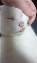 (*-ω-)*_ _)ペコリ (*-ω-)*_ _)ペコリ
