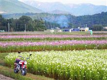菰野秋桜 菰野秋桜
