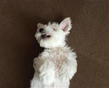 イヌの居ぬ間に? イヌの居ぬ間に?