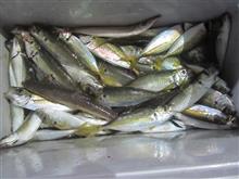 今日も釣り 今日も釣り