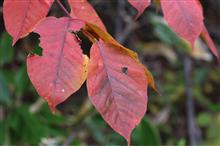 紅葉の季節ですね〜その2 紅葉の季節ですね〜その2