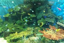 しながわ水族館 しながわ水族館