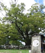 おおきな けやきの木の下で。 おおきな けやきの木の下で。