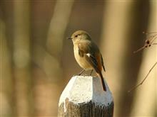 鳥糞対策やりましたが・・・どうたものか^^; 鳥糞対策やりましたが・・・どうたものか^^;