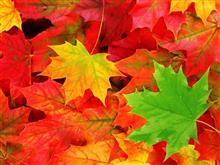 紅葉とか 紅葉とか