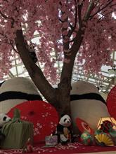 もう少しで桜!! もう少しで桜!!