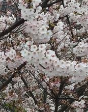 毎年、この場所で! 毎年、この場所で!