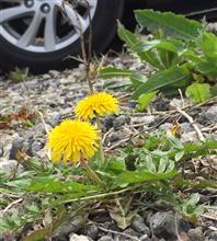 Dandelion Dandelion