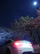 夜桜 夜桜