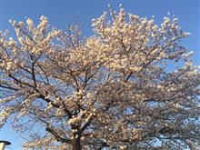 春。そしてそれは突然やってきた。 春。そしてそれは突然やってきた。