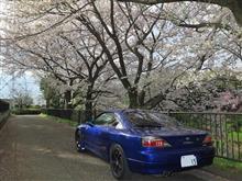 桜と愛車!2017 桜と愛車!2017