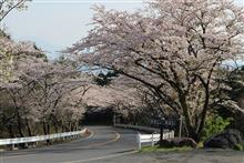 ターンパイク桜撮影オフ ターンパイク桜撮影オフ
