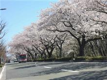 やっぱり桜はいいなぁ やっぱり桜はいいなぁ