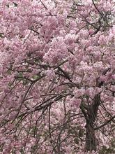 ドキッ!お花見だらけの週末! ドキッ!お花見だらけの週末!