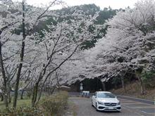桜ドライブ2017 第2弾(海津大崎&奥琵琶湖) 桜ドライブ2017 第2弾(海津大崎&奥琵琶湖)