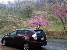 山桜でお花見 山桜でお花見