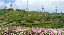 大平山つつじまつり 大平山つつじまつり