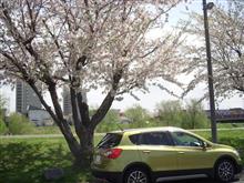 桜の季節がやってきた 桜の季節がやってきた