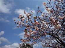 函館近郊、お花見旅 函館近郊、お花見旅