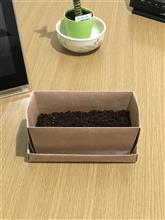 パクチーを、育ててみた。 パクチーを、育ててみた。