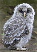 フクロウのヒナを撮影に! フクロウのヒナを撮影に!