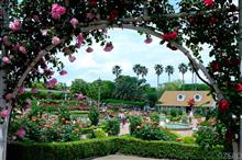 谷津バラ園〜2017・5・18〜 谷津バラ園〜2017・5・18〜
