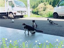びゅぅてぃあんどざびぃすとッ(「`・д・)「ガオオォ びゅぅてぃあんどざびぃすとッ(「`・д・)「ガオオォ