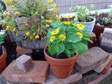 お花の定植 お花の定植