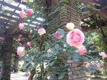 近くのバラ園に行ってきましたヾ(*´∀`*)ノ 近くのバラ園に行ってきましたヾ(*´∀`*)ノ