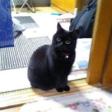 バックカメラ検討と猫 バックカメラ検討と猫