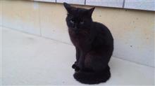 ブラックキャットだと? ブラックキャットだと?