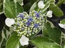 🌺花inわが家2017年6月🌺 🌺花inわが家2017年6月🌺