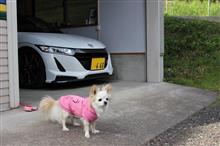 不思議(?_?) オービトロンFFSグリスプレミアム 不思議(?_?) オービトロンFFSグリスプレミアム