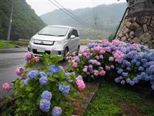 「山陽・山陰」アジサイめぐり 「山陽・山陰」アジサイめぐり