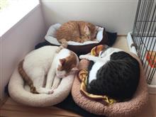 本日は久しぶりに 本日は久しぶりに