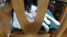 1ヶ月と1,000と猫様 1ヶ月と1,000と猫様