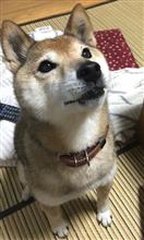 ぶらぶら買い物(´-ω-`) ぶらぶら買い物(´-ω-`)