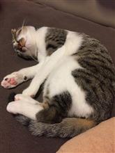 山形さくらんぼ狩りオフに行って来ました\( ˆoˆ )/ 山形さくらんぼ狩りオフに行って来ました\( ˆoˆ )/