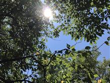平和の翼 平和の翼