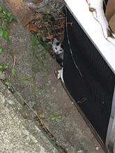 討伐捕獲クエスト 討伐捕獲クエスト