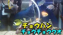 チョウハンチョウチョウウオの7センチを投入 チョウハンチョウチョウウオの7センチを投入