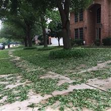 Recovery from hail damage. Recovery from hail damage.