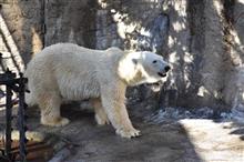 旭山動物園に行った 旭山動物園に行った