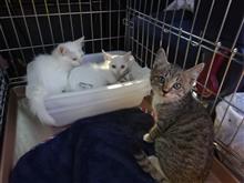早期避妊手術!! 保護猫団? 結成!? (猫ブログ) 早期避妊手術!! 保護猫団? 結成!? (猫ブログ)