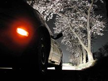 海軍道路の桜並木 夜桜見物！