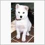 white huskydog
